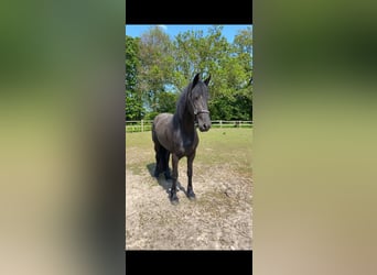 Friesian horses, Mare, 6 years, 16 hh, Black