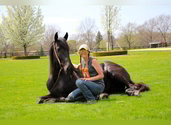 Friesian horses, Mare, 6 years, 16 hh, Black