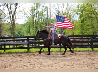 Friesian horses, Mare, 6 years, 16 hh, Black