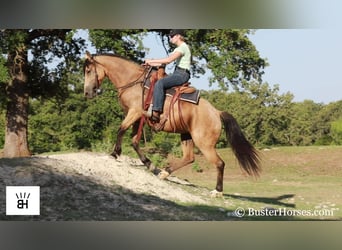 Friesian horses, Mare, 6 years, 16 hh, Buckskin