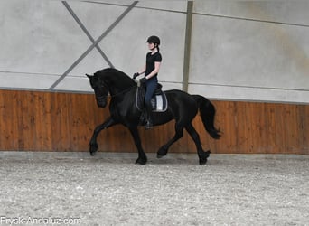 Friesian horses, Mare, 6 years, 16,1 hh, Black