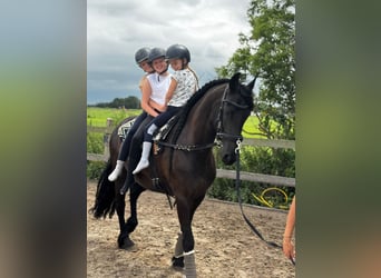 Friesian horses, Mare, 6 years, 16,1 hh, Black