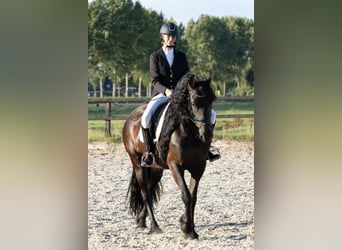 Friesian horses, Mare, 6 years, 16,1 hh, Black