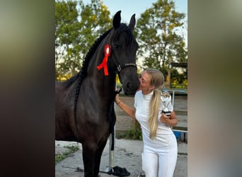Friesian horses, Mare, 6 years, 16,1 hh, Black