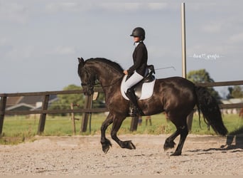 Friesian horses, Mare, 6 years, 16,1 hh, Black