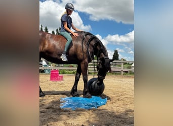 Friesian horses, Mare, 6 years, 16,1 hh, Black