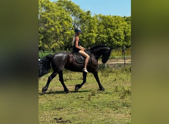 Friesian horses, Mare, 6 years, 16,1 hh, Black