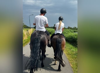 Friesian horses, Mare, 6 years, 16,1 hh, Black