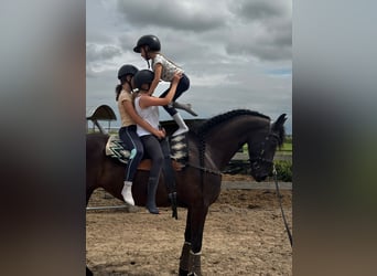 Friesian horses, Mare, 6 years, 16,1 hh, Black
