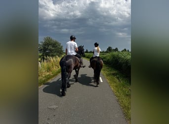Friesian horses, Mare, 6 years, 16,1 hh, Black