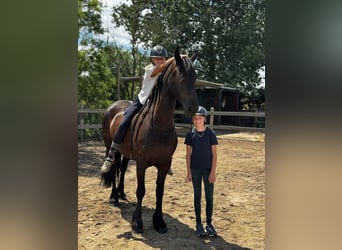Friesian horses, Mare, 6 years, 16,1 hh, Black