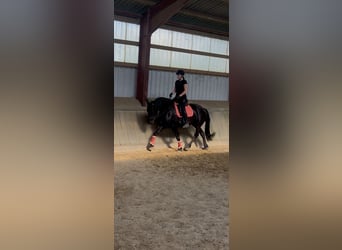 Friesian horses Mix, Mare, 6 years, 16,2 hh, Black