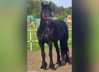 Friesian horses, Mare, 6 years, 16,3 hh, Black