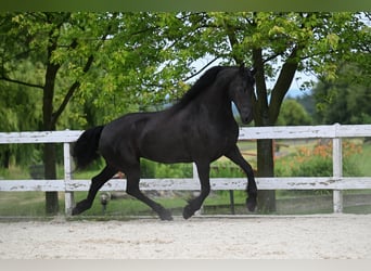 Friesian horses, Mare, 6 years, 17 hh, Black