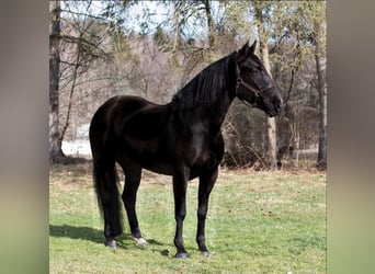 Friesian horses, Mare, 6 years, Black