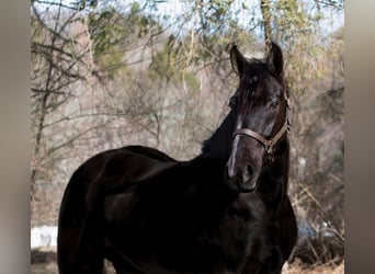 Friesian horses, Mare, 6 years, Black