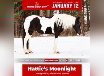 Friesian horses Mix, Mare, 7 years, 15.1 hh, Pinto