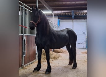 Friesian horses, Mare, 7 years, 15.2 hh, Black