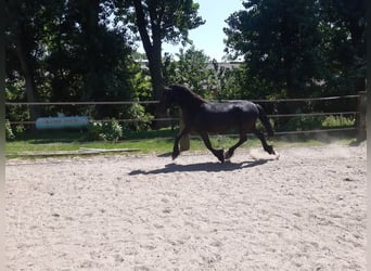 Friesian horses, Mare, 7 years, 15.2 hh, Black