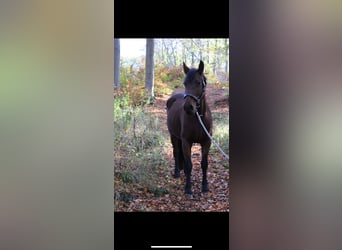 Friesian horses Mix, Mare, 7 years, 15.2 hh, Brown