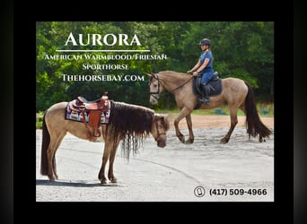Friesian horses Mix, Mare, 7 years, 15.2 hh, Champagne