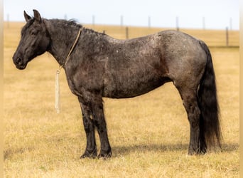 Friesian horses, Mare, 7 years, 15,2 hh, Roan-Blue