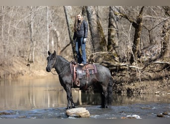 Friesian horses, Mare, 7 years, 15,2 hh, Roan-Blue