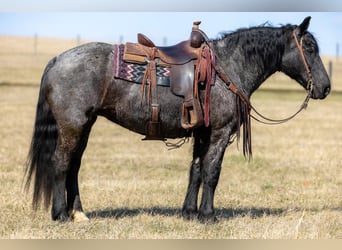 Friesian horses, Mare, 7 years, 15,2 hh, Roan-Blue