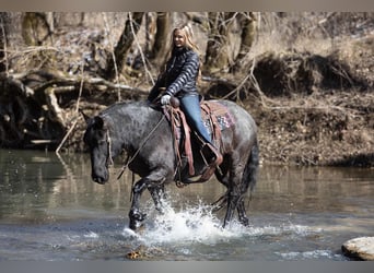 Friesian horses, Mare, 7 years, 15,2 hh, Roan-Blue