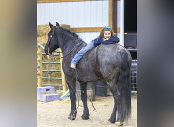 Friesian horses, Mare, 7 years, 15,2 hh, Roan-Blue