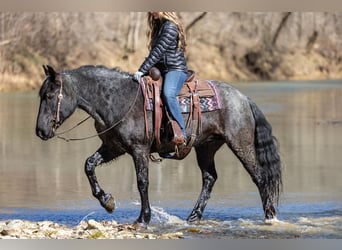 Friesian horses, Mare, 7 years, 15,2 hh, Roan-Blue