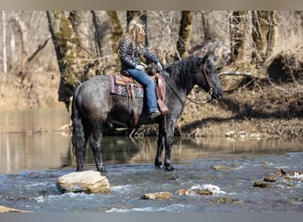 Friesian horses, Mare, 7 years, 15,2 hh, Roan-Blue