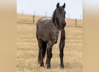 Friesian horses, Mare, 7 years, 15,2 hh, Roan-Blue