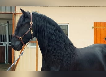 Friesian horses, Mare, 7 years, 15.2 hh, Smoky-Black