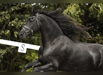 Friesian horses, Mare, 7 years, 15,3 hh, Black