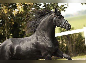 Friesian horses, Mare, 7 years, 15,3 hh, Black