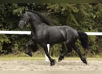 Friesian horses, Mare, 7 years, 15,3 hh, Black