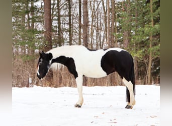 Friesian horses Mix, Mare, 7 years, 15,1 hh