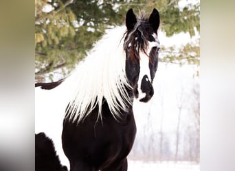 Friesian horses Mix, Mare, 7 years, 15,1 hh