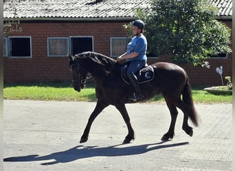 Friesian horses, Mare, 7 years, 15,2 hh, Black