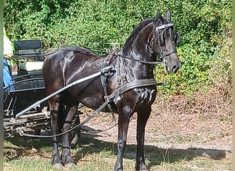 Friesian horses, Mare, 7 years, 15,2 hh, Black