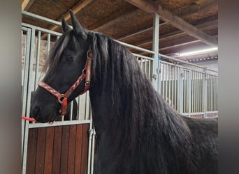 Friesian horses, Mare, 7 years, 15,2 hh, Black