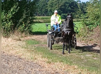 Friesian horses, Mare, 7 years, 15,2 hh, Black