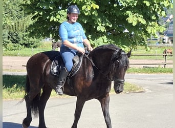 Friesian horses, Mare, 7 years, 15,2 hh, Black