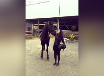 Friesian horses, Mare, 7 years, 16,1 hh, Black