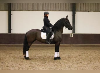 Friesian horses, Mare, 7 years, 16.1 hh, Black