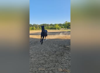 Friesian horses, Mare, 7 years, 16.1 hh, Black