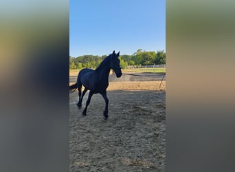 Friesian horses, Mare, 7 years, 16.1 hh, Black