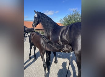 Friesian horses, Mare, 7 years, 16 hh, Black