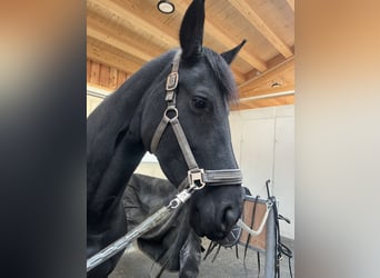 Friesian horses, Mare, 7 years, 16 hh, Black